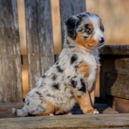 Tiki - Blue merle female Miniature Australian Shepherd puppy in Niles, Michigan from Impression Dogs