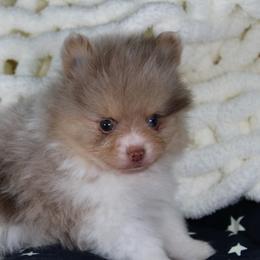 AKC Cane - Chocolate merle male Pomeranian puppy in Albany, Indiana from Hatz Off Puppies