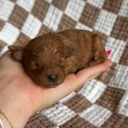 Cove - Red  male Goldendoodle puppy in Alamance County, North Carolina from Doodle Squad Puppies