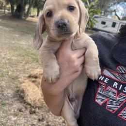Dachshund Puppies from Shotzie Doxie Co.
