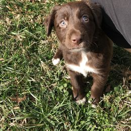 Australian Shepherd Puppies from Azzo Aussies