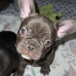 French Bulldog Puppies from KT’s Fabulous Frenchies