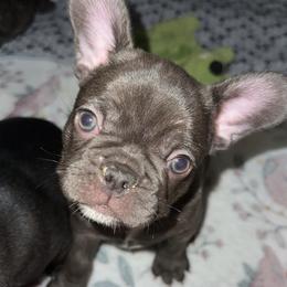 French Bulldog Puppies from KT’s Fabulous Frenchies