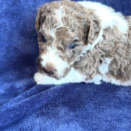 Honor - Merle female Goldendoodle puppy in Mc Kinney, Texas from Flair Doodles