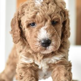 Sunny - Apricot male Goldendoodle puppy in Berlin, Ohio from Doodle Babys