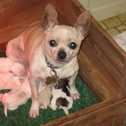 Chiwu - Chihuahua