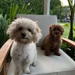 Maltipoo Puppies from Jessica's Maltipoos