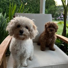 Maltipoo Puppies from Jessica's Maltipoos