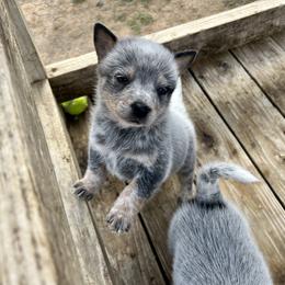Australian Cattle Dog Puppies from 4Surge Cattle Dogs