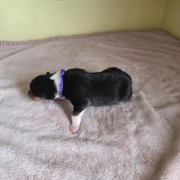 Purple - Black white and tan female Collie puppy in Wykoff, Minnesota from Country Collies