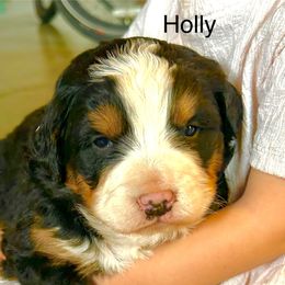 Holly - Black rust and white female Bernese Mountain Dog puppy in Strasburg, Ohio from Lois Allison