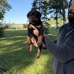 Boy 3 - Black and mahogany male Rottweiler puppy in Lima, Ohio from Vom Hause Bishop