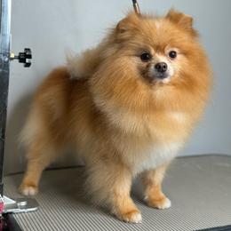 Asia - Orange female Pomeranian puppy in Denver, Colorado from Diana's Pomeranians