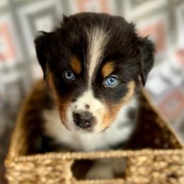 Magnolia - Black tri-color female Australian Shepherd puppy in Clover, South Carolina from Jo’s Aussies