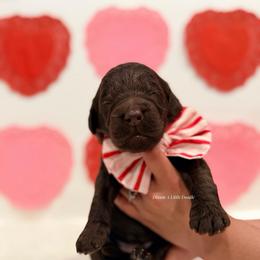 Oliver - Chocolate male Goldendoodle puppy in Dallas County, Texas from Dream A Little Doodle