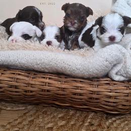 Hazel - Chocolate, tan and white female Yorkshire Terrier puppy in Jacksonville, Florida from Ja'Dor Yorkies