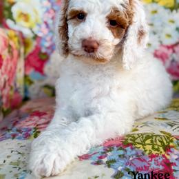 Yankee - male Bernedoodle puppy in Clinton, Oklahoma from Golden Paws Fur Babies