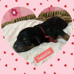 Sweetie - Phantom female Poodle puppy in Conway, Arkansas from Arkansas River Poodles