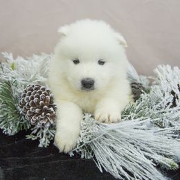 Samoyed Puppies from Desert Snow Samoyeds