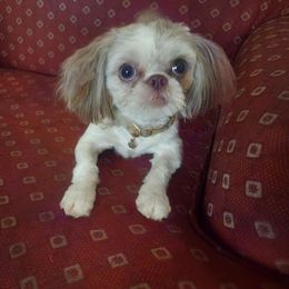 Pretty Paws - Shih Tzu
