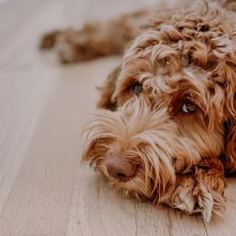 Australian Labradoodles from Cedar Creek Labradoodles