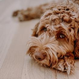 Australian Labradoodles from Cedar Creek Labradoodles