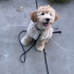 Goldendoodle Puppies from Old Lake Doodles