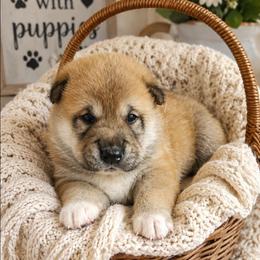 Ace - Red male Shiba Inu puppy in Illinois from Precious-Puppies