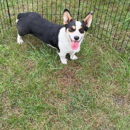 Ellie - Black and tan female Pembroke Welsh Corgi puppy in Stuart, Iowa from Johnson Family Paws