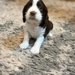 West - Liver and white female English Springer Spaniel puppy in Fort White, Florida from Thunderbird Springers