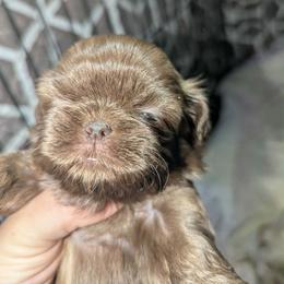 Melly - Chocolate female Shih Tzu puppy in Azusa, California from RJ Shih Tzu lover