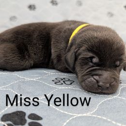 Ms. Yellow - Black female Labrador Retriever puppy in Lebanon, Pennsylvania from Robertson's Retrievers and Doodles