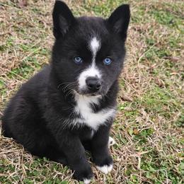 Aveline - Black and white female Pomsky puppy in La Vergne, Tennessee from Atencio Pomsky