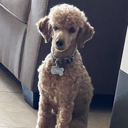 Dante - Poodle