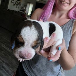 Light Green - Black white and brown male Basset Hound puppy in Clyde, Texas from Hazard Hound Kennels