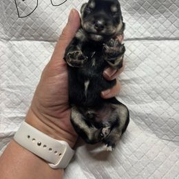 B2 - Black and silver male Miniature Schnauzer puppy in Sugar Land, Texas from Ana's Black & Silver Schnauzers