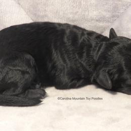 Poodle Puppies from Carolina Mountain Toy Poodles