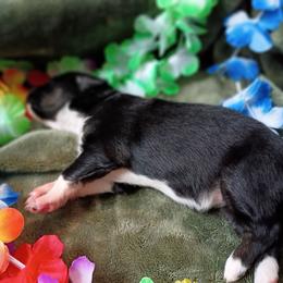 June (yellow collar) - Black tri-color female Australian Shepherd puppy in Okeechobee, Florida from Rothsolid Aussies