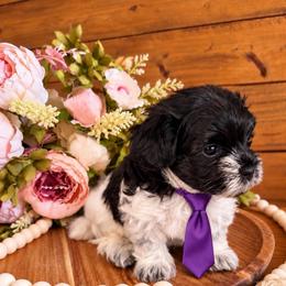 Buttercup - Phantom male Maltipoo puppy in Dover, Florida from Country Cottage Puppies
