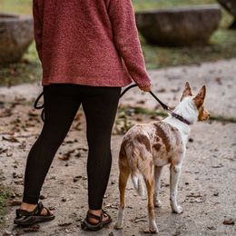 Border Collie Puppies from Cullins Collies