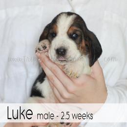 Luke - Black white and brown male Basset Hound puppy in Jefferson City, Missouri from Triple Hill Farm