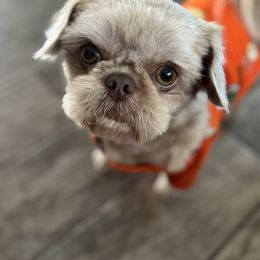 Kooper - Shih Tzu