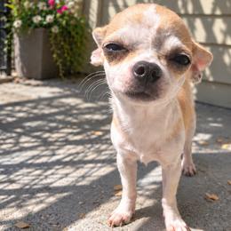 Bob - Cream and white male Chihuahua puppy in Frostproof, Florida from Chitownchihuahuas