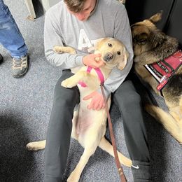Labrador Retriever Puppies from Armory Labradors