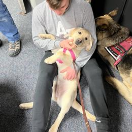 Labrador Retriever Puppies from Armory Labradors