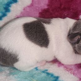 Boy 3 - male Teddy Roosevelt Terrier puppy in Mississippi from LoupGarou Terriers