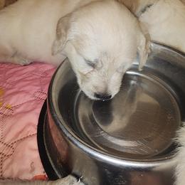 Golden Retriever Puppies from Stellar Acres Golden Retrievers