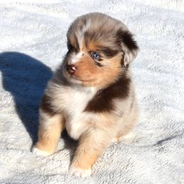 Austin - Red merle male Australian Shepherd puppy in Falcon, Missouri from www.maubachranch.com
