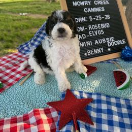 Benny - Black tri-color male Aussiedoodle puppy in Hopkins, Missouri from Mowry Creek Mini Aussiedoodles and More