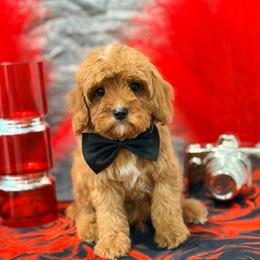 Kobe - Red male Cavapoo puppy in Apple Valley, California from Fletcher Fuzzy Friends